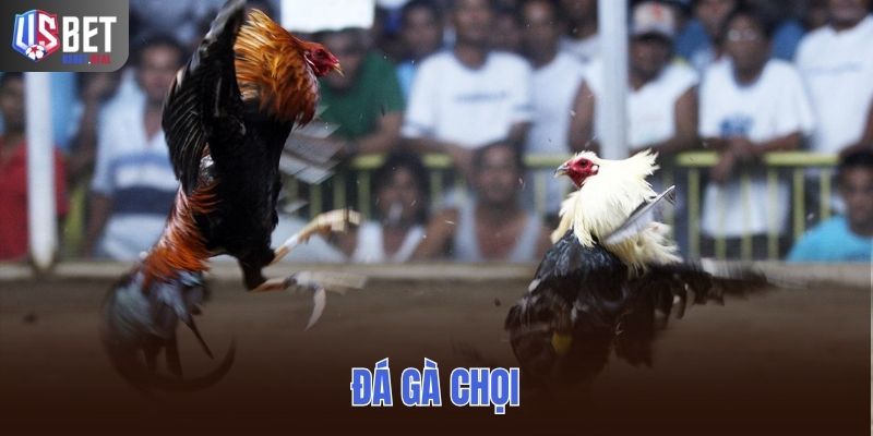 Đá Gà Chọi – Góc Nhìn Chia Sẻ Cho Người Mới Tìm Hiểu