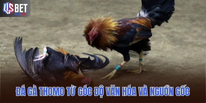 Đá gà thomo từ góc độ văn hóa và nguồn gốc