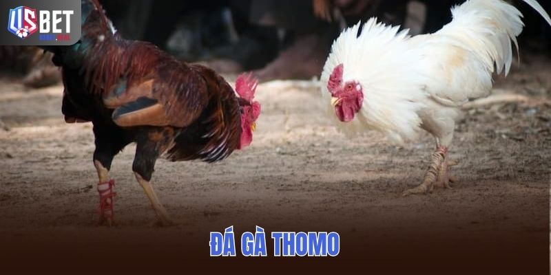Đá Gà Thomo USBET Hoạt Động Ra Sao? Góc Nhìn Dễ Hiểu
