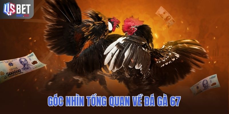 Góc nhìn tổng quan về đá gà 67Góc nhìn tổng quan về đá gà 67