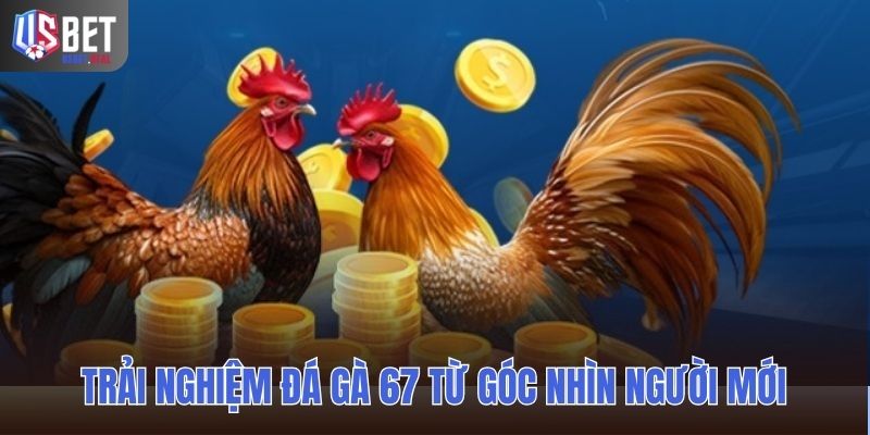 Trải nghiệm đá gà 67 từ góc nhìn người mới bắt đầu
